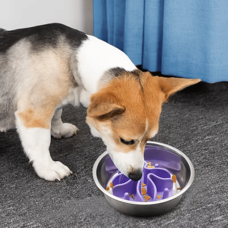 fond-de-gamelle-anti-glouton-violet-chien