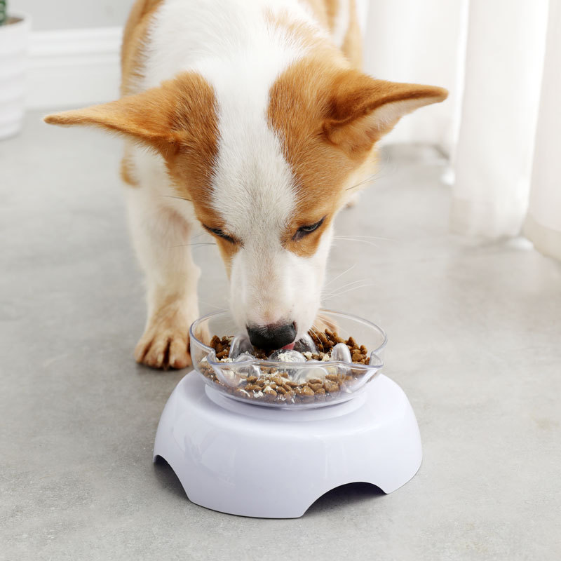 gamelle-anti-vomissement-chat-compatible-chien