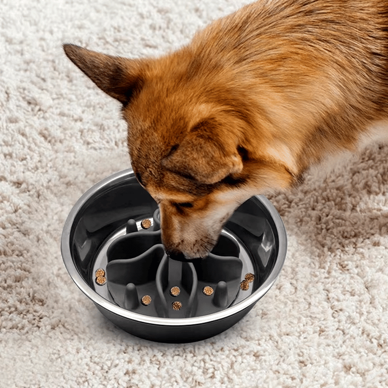 fond-de-gamelle-anti-glouton-chien